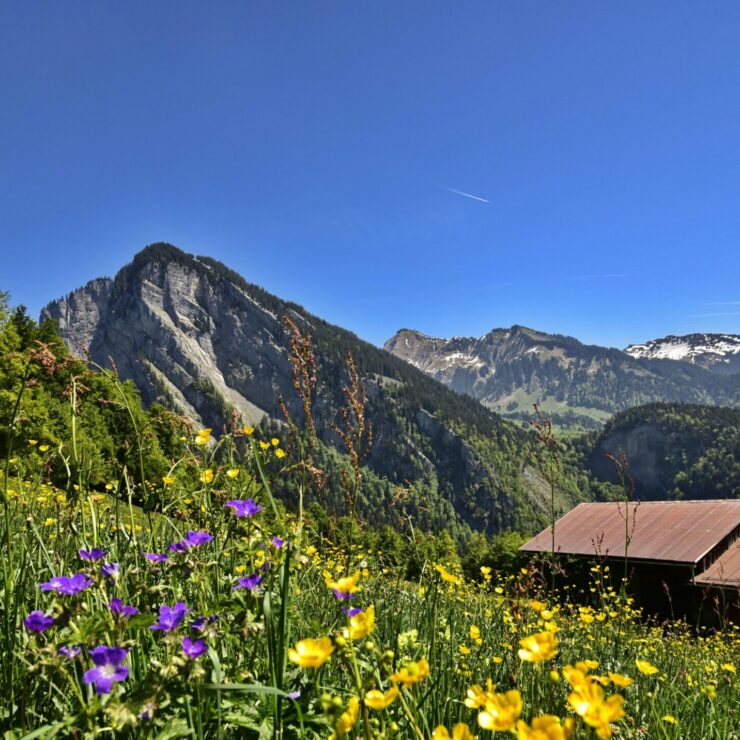 Prendre soin de ses cheveux au naturel : astuces, conseils et produits écologiques